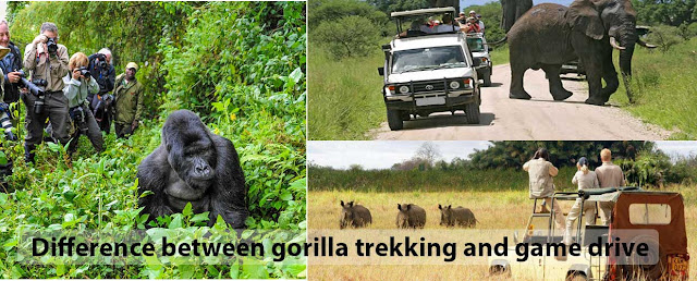 Difference between gorilla trekking and game drive in Uganda.