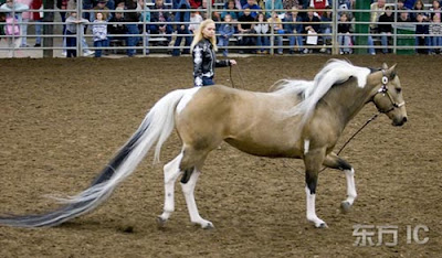 The Longest Tail on a Horse