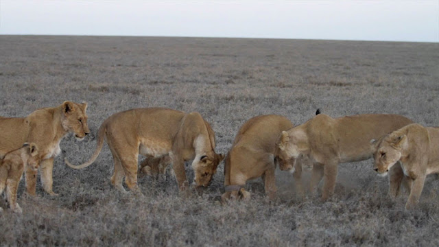 Hunger Lionesses at Serengeti National Park