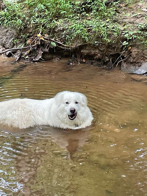 Another pic of Maxi laying down in the same stream, but this time I caught him licking his lips in this pic so his mouth is open and his tongue is touching the top right hand side of his mouth.