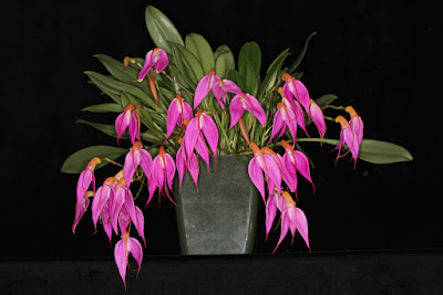 Masdevallia rosea care and culture