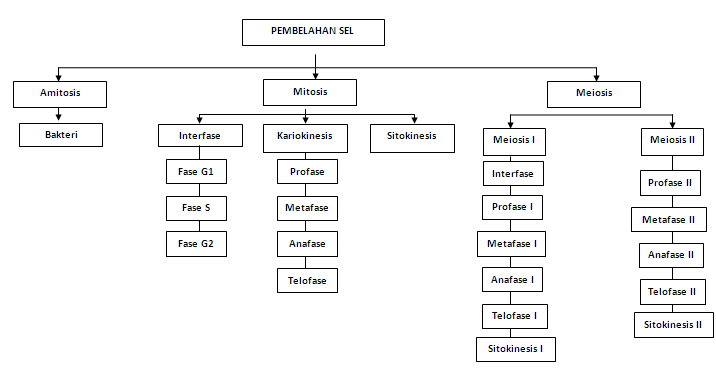 I ♥ BIOLOGY: PEMBELAHAN SEL