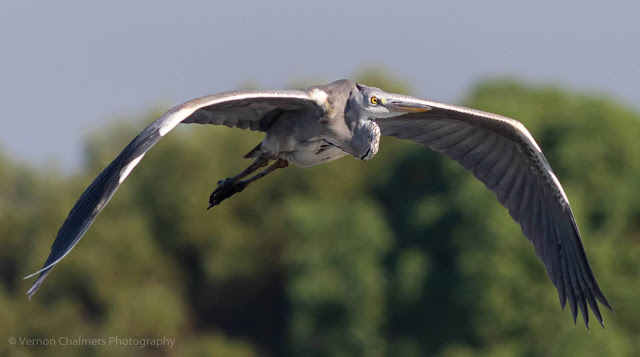 Grey Heron in flight Closer Table Bay Nature Reserve Woodbridge Island Milnerton Photo Vernon Chalmers
