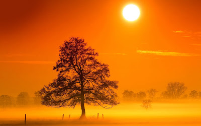 Gambar Pohon dengan Kabut Cantik