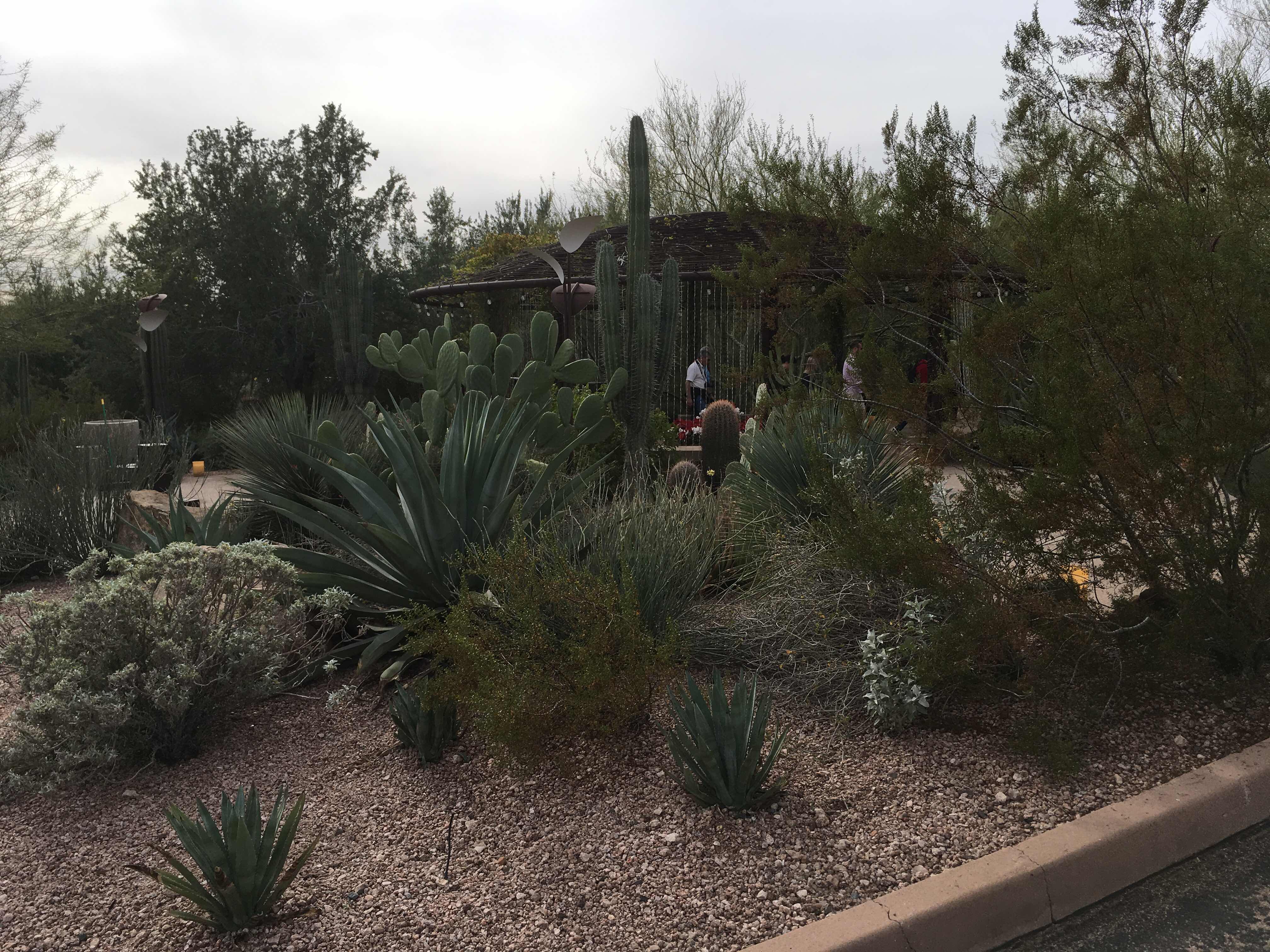 Desert Botanical Gardens