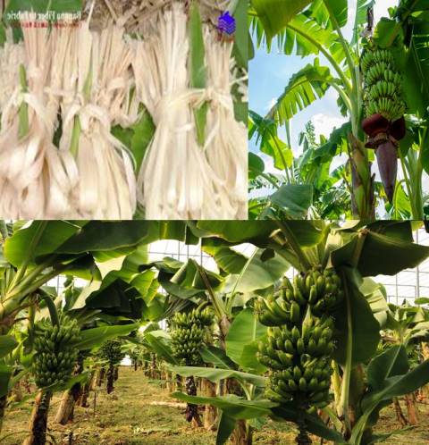 Banana Fruit, Trees, Leaves & Roots, Major Income Source
