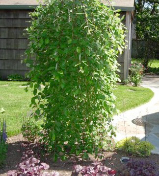 Weeping Trees For Landscaping