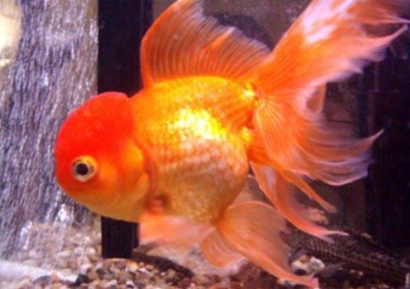 goldfish wallpaper. Pregnant goldfish wallpaper,Pregnant goldfish wallpapers,Pregnant goldfish