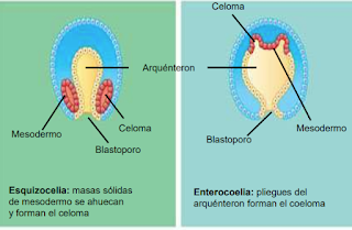 El blastoporo permitira la formacion del ano o la boca