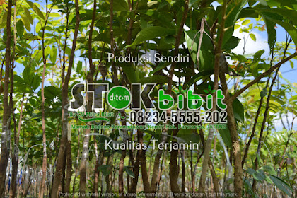 Ketapang                                    pohon ketapang biola