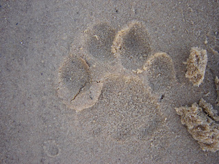 Pantanal Barra Mansa