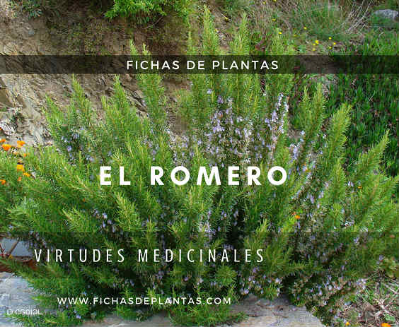 Fichas De Plantas Medicinales Hierbas Aromaticas Y Utiles Para