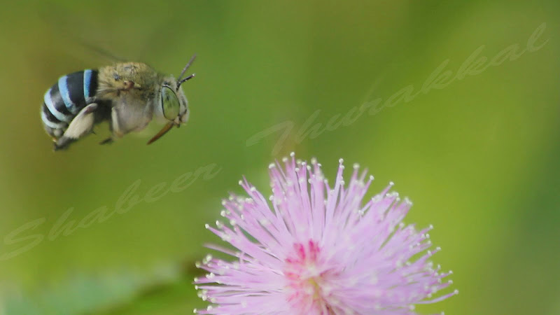 flying bee