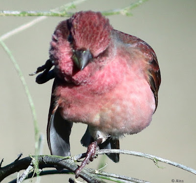 "Common Rosefinch - Carpodacus erythrinus, perches in a bush pruning itself."