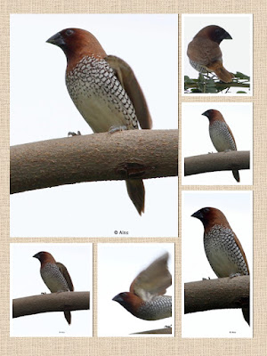 Scaly-breasted Munia