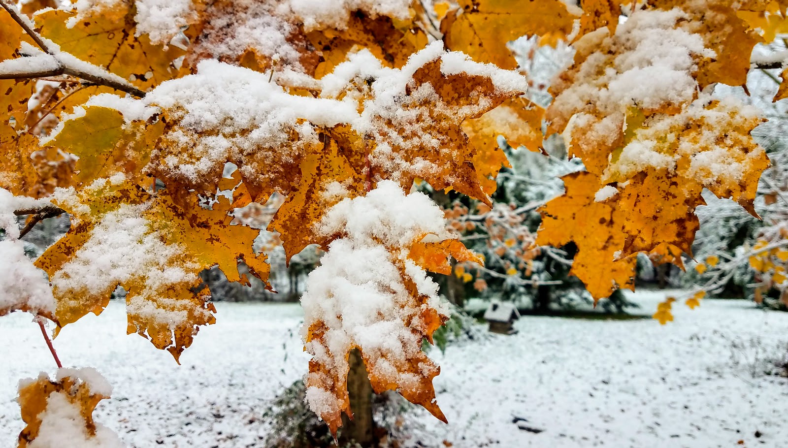 Tales From The Wood Booger: While It Is Late Autumn Winter Arrives Early  With Snow In St. Clair