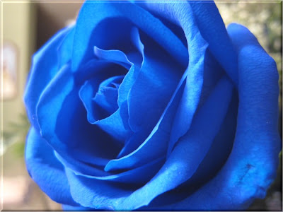 jual bunga mawar biru Blue Roses