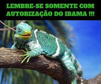 COMO CRIAR IGUANA E OUTROS ANIMAIS LEGALIZADO PELO IBAMA?