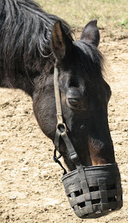 Jaeger's Jean in a muzzle. Photo by Bruce Spencer.