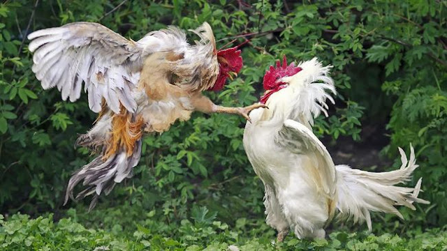 Judi Sabung Ayam Online