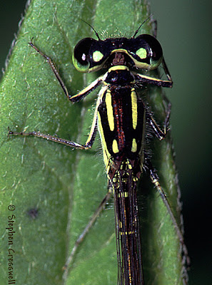 insecta Ischnura posita