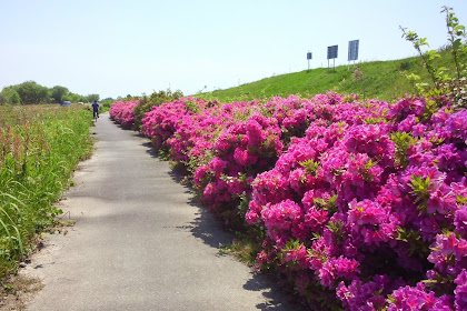 Golden Week Part Two: Biking to the Kite Festival