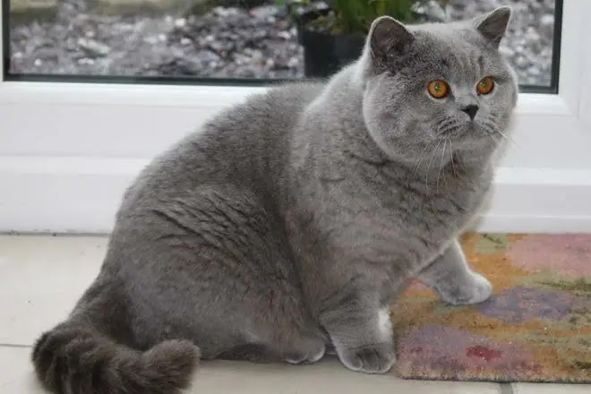 Top 10 biggest Domestic Cat Breeds in the World