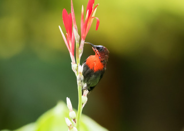 Crimson Sunbird - Singapore Botanic Gardens