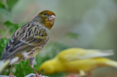 Kumpulan Wallpaper Burung Kenari yang Indah