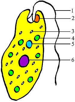 眼蟲 Euglena