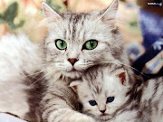 Freakin Cute Cat Wallpaper. Mohammad Nizar Friday, January 25, 2013 Animal, . (freakin cute cat wallpaper)