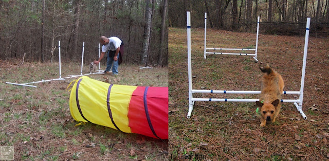 Bailey and Jada weaving a jumping in their agility set with their dad