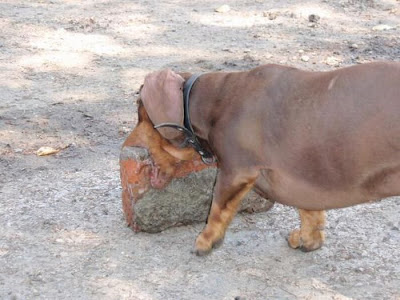 Strong Dachshund Seen On www.coolpicturegallery.us