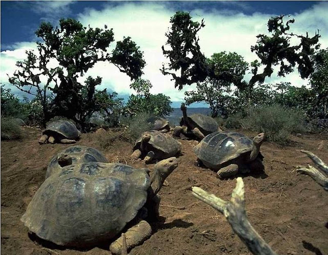 Animals - Galapagos Island Seen On www.coolpicturegallery.us