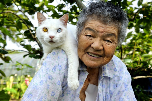 A grandma and her cat are best friends, Misa and Fukumaru, odd eyed cat