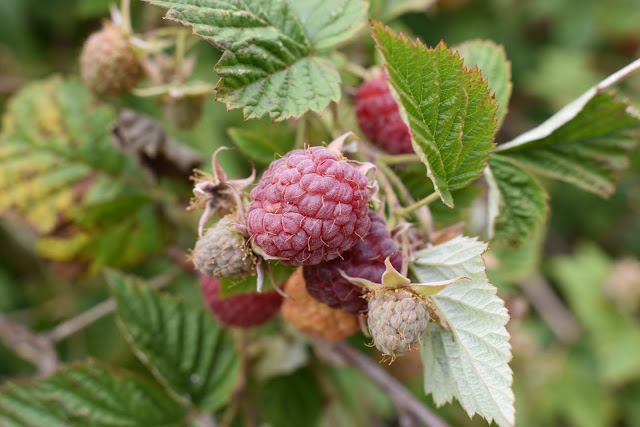 berries