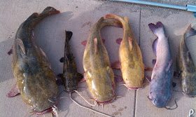 Flatheads and Blue Catfish 3-40 pounds Lake Nasworthy