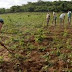 Secretaria de Agricultura de Santana dos Garrotes inicia entrega de boletos do Garantia Safra nessa quinta-feira, 27