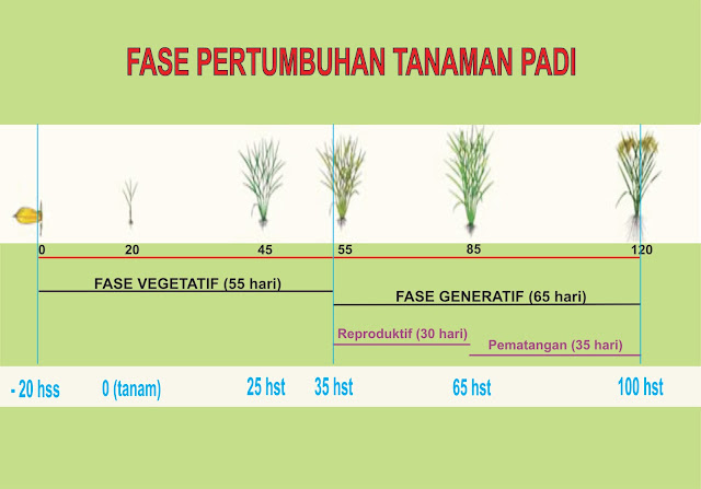 Fase Pertumbuhan Tanaman Padi