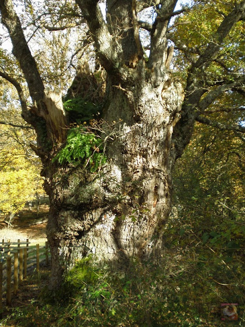 El bosque centenario de Munain-Okariz (Alava)