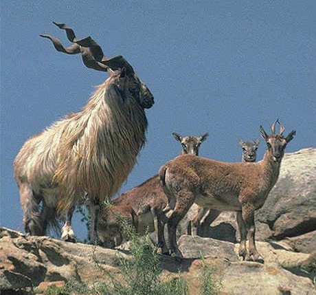 Beautiful,cute,brown,white markhor  is sitting in hill,wallpapers,pictures,images 