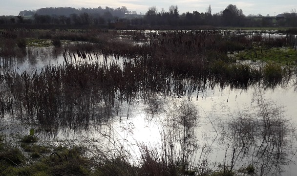 cropped rushes1