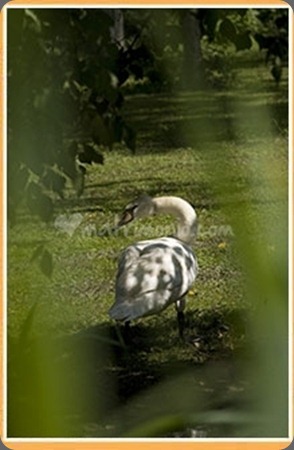 tenuta_dal_boscone_cigno