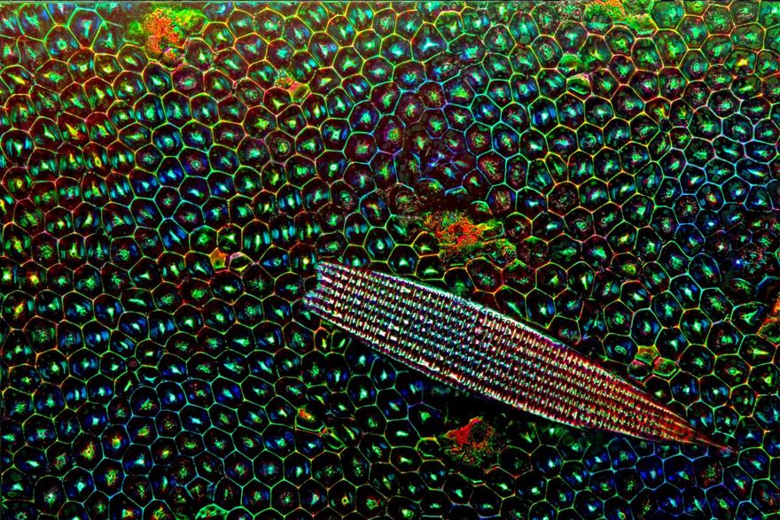 2016 Nikon Macro Photo Contest Winners Show The World Like You’ve Never Seen Before - Forewing (Elytron) Of A Tiger Beetle