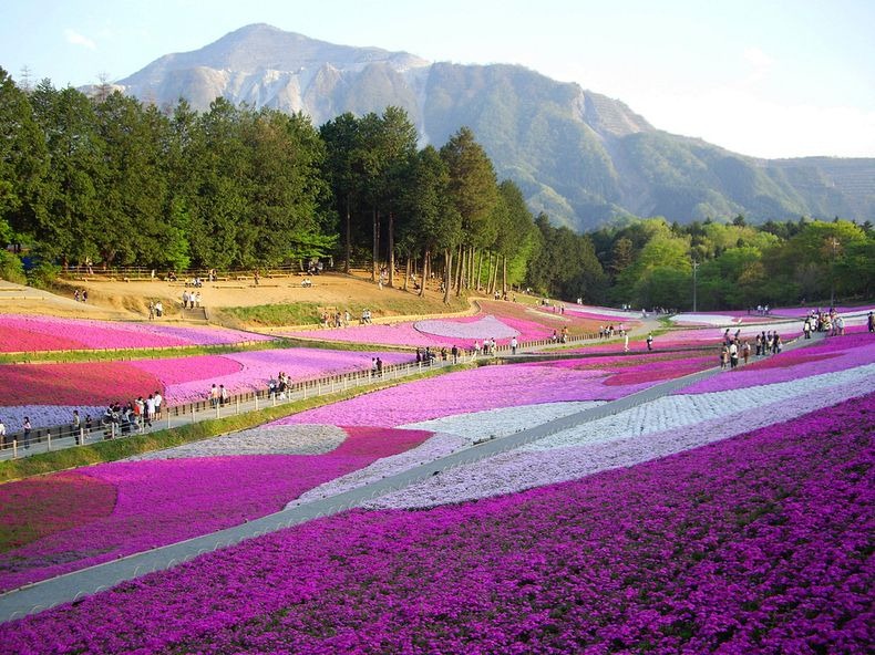shibazakura-14