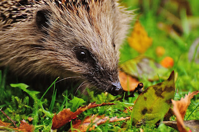 Information on the animal Groundhog