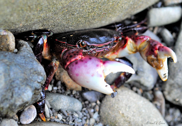 Purple Shore Crab