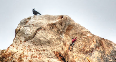 Roquero solitario Monticola solitarius Blue Rock Thrush