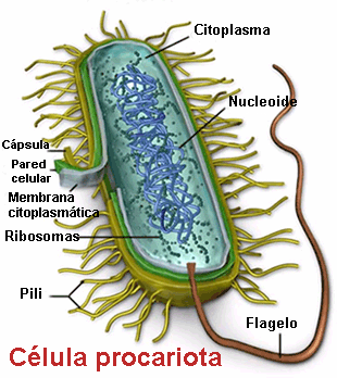 Estructura de una célula procariota