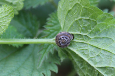 Haarslak - - Trochulus hispidus